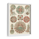 Sofisticado Sealife Iv - Ernst Haeckel | Cuadro decorativo de Canvas Lab