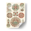 Sofisticado Sealife Iv - Ernst Haeckel | Cuadro decorativo de Canvas Lab