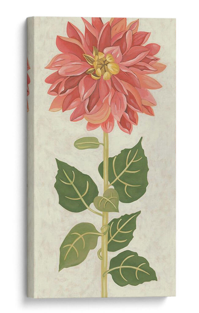 Dahlia No Adornada - Chariklia Zarris | Cuadro decorativo de Canvas Lab