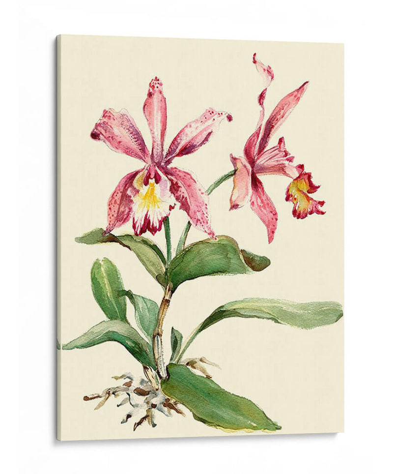 Orquídea Rosa Cattleya - Joy Waldman | Cuadro decorativo de Canvas Lab