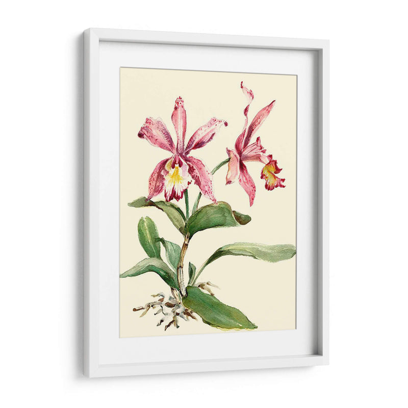 Orquídea Rosa Cattleya - Joy Waldman | Cuadro decorativo de Canvas Lab