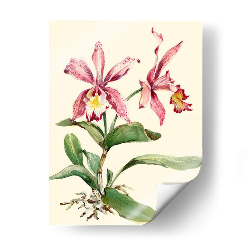 Orquídea Rosa Cattleya - Joy Waldman | Cuadro decorativo de Canvas Lab