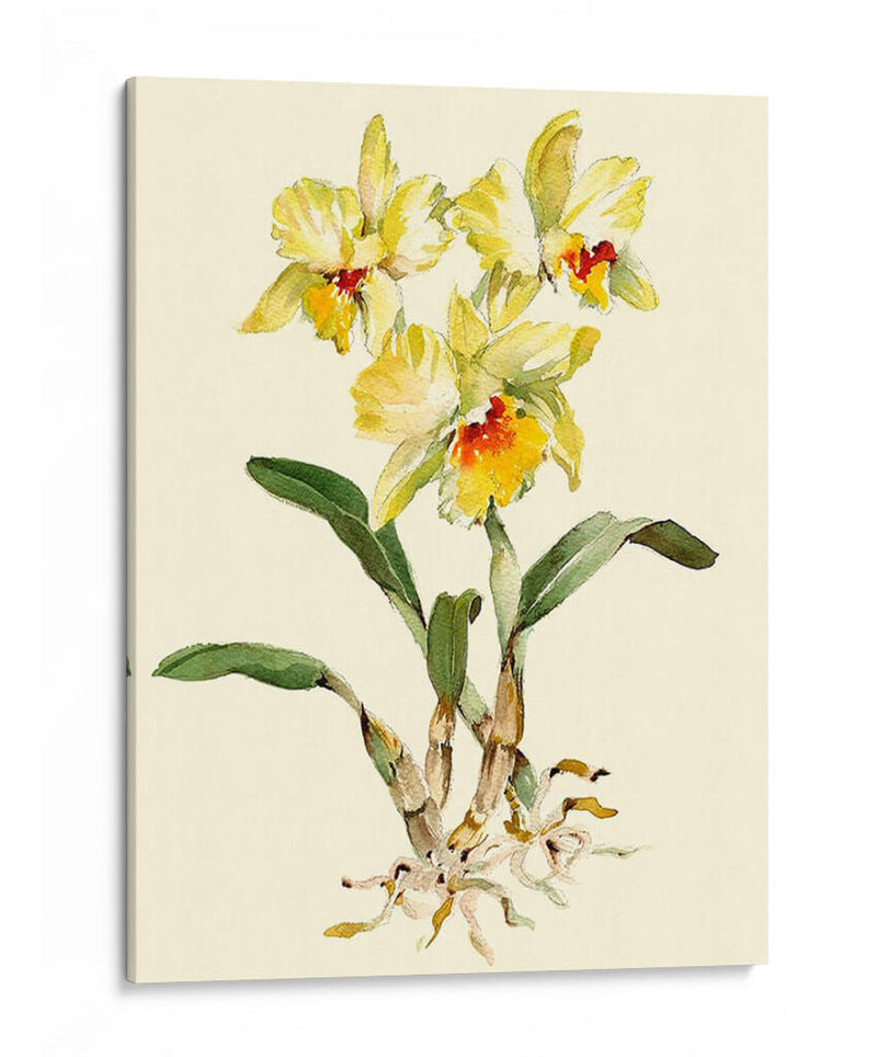 Orquídea Amarilla Cattleya - Joy Waldman | Cuadro decorativo de Canvas Lab