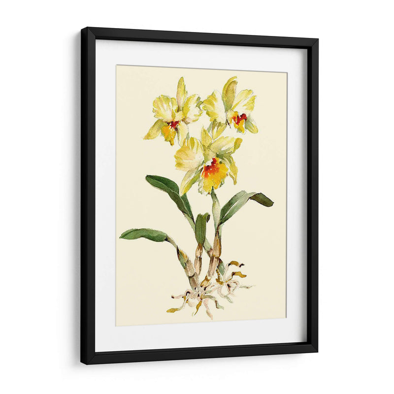 Orquídea Amarilla Cattleya - Joy Waldman | Cuadro decorativo de Canvas Lab