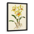 Orquídea Amarilla Cattleya - Joy Waldman | Cuadro decorativo de Canvas Lab