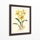 Orquídea Amarilla Cattleya - Joy Waldman | Cuadro decorativo de Canvas Lab