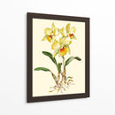 Orquídea Amarilla Cattleya - Joy Waldman | Cuadro decorativo de Canvas Lab