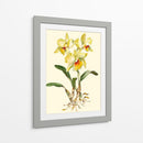 Orquídea Amarilla Cattleya - Joy Waldman | Cuadro decorativo de Canvas Lab