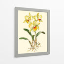 Orquídea Amarilla Cattleya - Joy Waldman | Cuadro decorativo de Canvas Lab