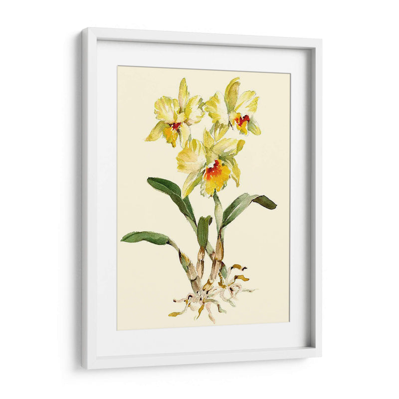 Orquídea Amarilla Cattleya - Joy Waldman | Cuadro decorativo de Canvas Lab