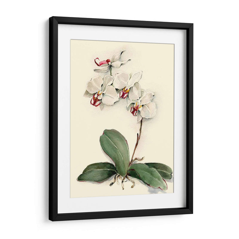 Phalaenopsis Orquídea De Garganta Roja - Joy Waldman | Cuadro decorativo de Canvas Lab