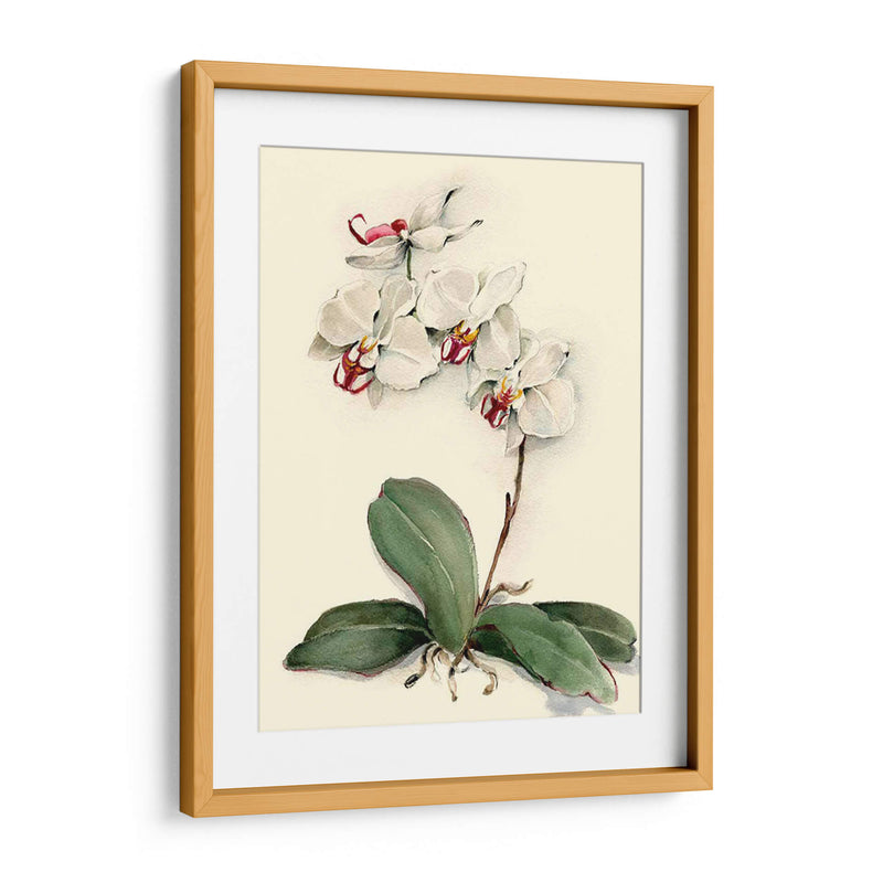 Phalaenopsis Orquídea De Garganta Roja - Joy Waldman | Cuadro decorativo de Canvas Lab