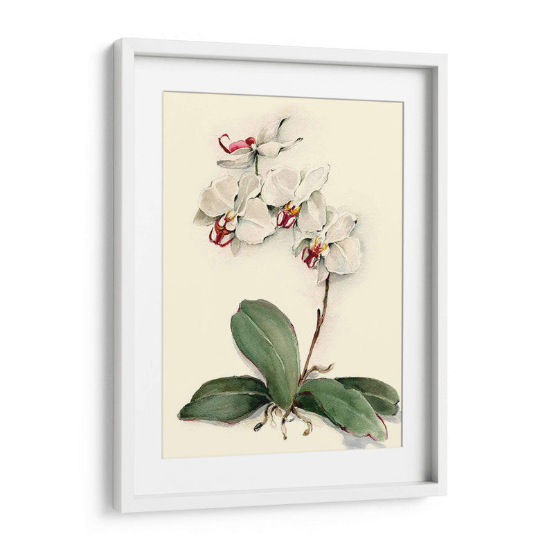 Phalaenopsis Orquídea De Garganta Roja - Joy Waldman | Cuadro decorativo de Canvas Lab