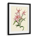 Orquídea Híbrida Mittasia - Joy Waldman | Cuadro decorativo de Canvas Lab