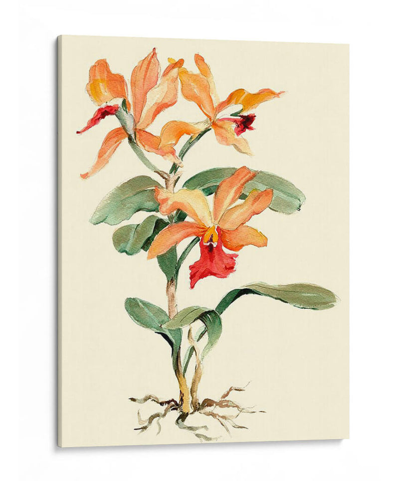 Orquídea Naranja - Joy Waldman | Cuadro decorativo de Canvas Lab