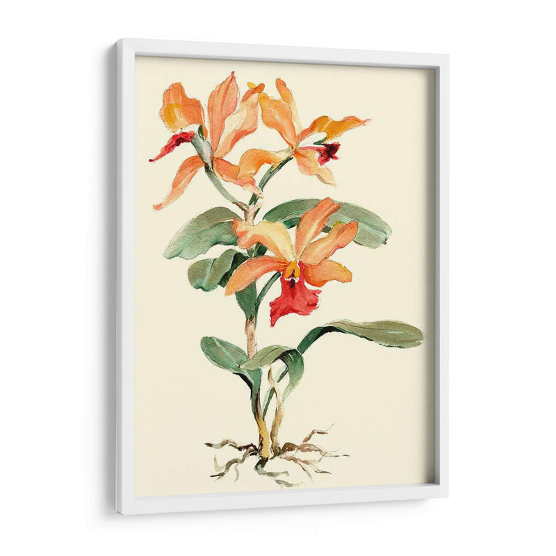 Orquídea Naranja - Joy Waldman | Cuadro decorativo de Canvas Lab