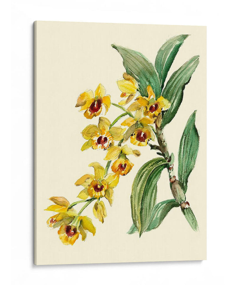 Dendrobium Orchid - Joy Waldman | Cuadro decorativo de Canvas Lab