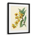 Dendrobium Orchid - Joy Waldman | Cuadro decorativo de Canvas Lab