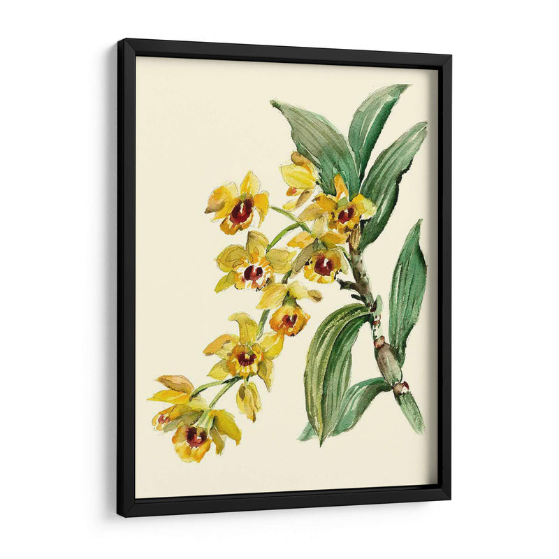 Dendrobium Orchid - Joy Waldman | Cuadro decorativo de Canvas Lab