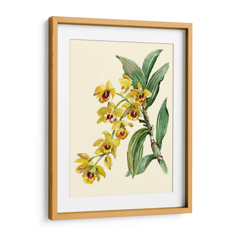 Dendrobium Orchid - Joy Waldman | Cuadro decorativo de Canvas Lab