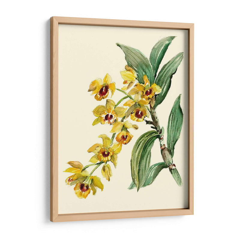 Dendrobium Orchid - Joy Waldman | Cuadro decorativo de Canvas Lab