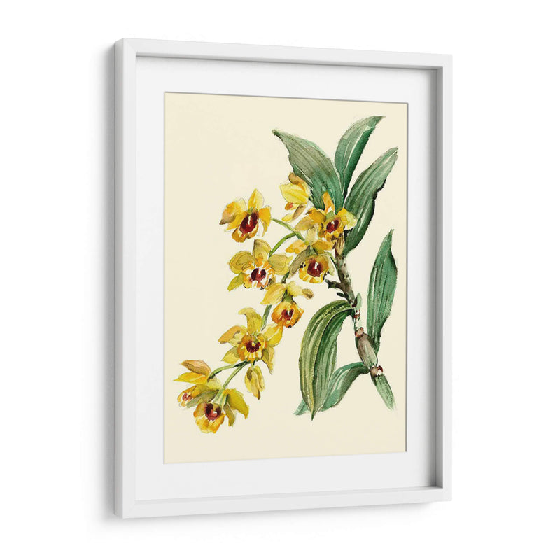 Dendrobium Orchid - Joy Waldman | Cuadro decorativo de Canvas Lab