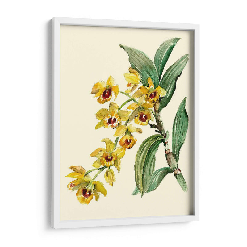 Dendrobium Orchid - Joy Waldman | Cuadro decorativo de Canvas Lab