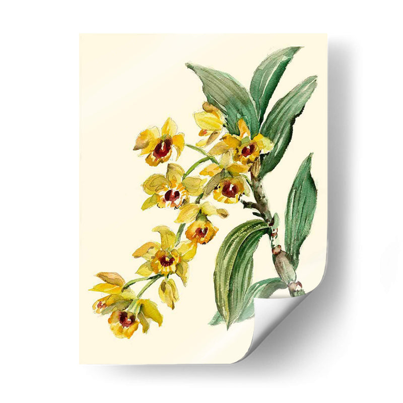 Dendrobium Orchid - Joy Waldman | Cuadro decorativo de Canvas Lab