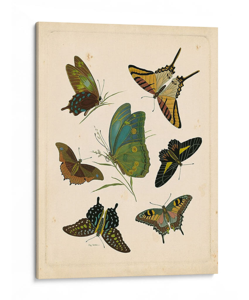 Entomología Antigua I - Vision Studio | Cuadro decorativo de Canvas Lab