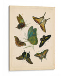 Entomología Antigua I - Vision Studio | Cuadro decorativo de Canvas Lab