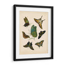 Entomología Antigua I - Vision Studio | Cuadro decorativo de Canvas Lab