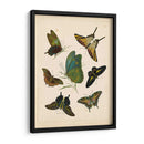 Entomología Antigua I - Vision Studio | Cuadro decorativo de Canvas Lab