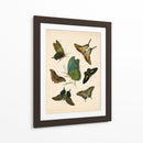 Entomología Antigua I - Vision Studio | Cuadro decorativo de Canvas Lab