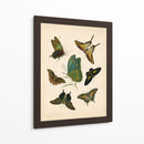 Entomología Antigua I - Vision Studio | Cuadro decorativo de Canvas Lab