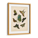 Entomología Antigua I - Vision Studio | Cuadro decorativo de Canvas Lab