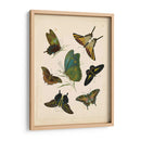 Entomología Antigua I - Vision Studio | Cuadro decorativo de Canvas Lab