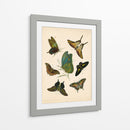 Entomología Antigua I - Vision Studio | Cuadro decorativo de Canvas Lab