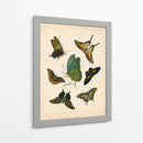 Entomología Antigua I - Vision Studio | Cuadro decorativo de Canvas Lab