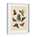 Entomología Antigua I - Vision Studio | Cuadro decorativo de Canvas Lab