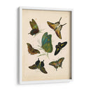 Entomología Antigua I - Vision Studio | Cuadro decorativo de Canvas Lab