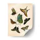 Entomología Antigua I - Vision Studio | Cuadro decorativo de Canvas Lab