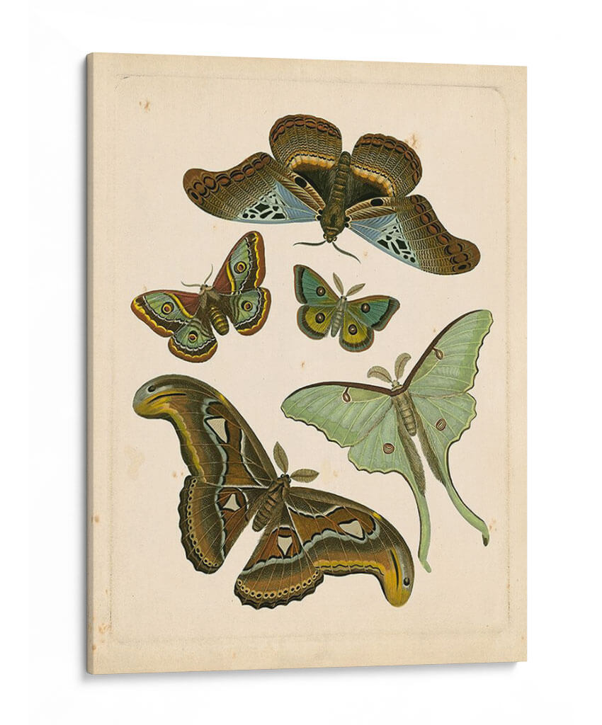 Entomología Antigua Ii - Vision Studio | Cuadro decorativo de Canvas Lab