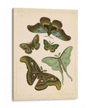 Entomología Antigua Ii - Vision Studio | Cuadro decorativo de Canvas Lab