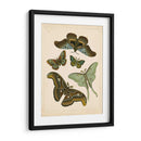 Entomología Antigua Ii - Vision Studio | Cuadro decorativo de Canvas Lab