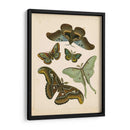 Entomología Antigua Ii - Vision Studio | Cuadro decorativo de Canvas Lab