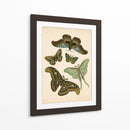Entomología Antigua Ii - Vision Studio | Cuadro decorativo de Canvas Lab