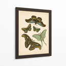 Entomología Antigua Ii - Vision Studio | Cuadro decorativo de Canvas Lab