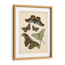 Entomología Antigua Ii - Vision Studio | Cuadro decorativo de Canvas Lab