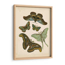 Entomología Antigua Ii - Vision Studio | Cuadro decorativo de Canvas Lab
