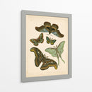 Entomología Antigua Ii - Vision Studio | Cuadro decorativo de Canvas Lab